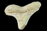Bargain, Fossil Shark (Cretoxyrhina) Tooth - Kansas #142951-1